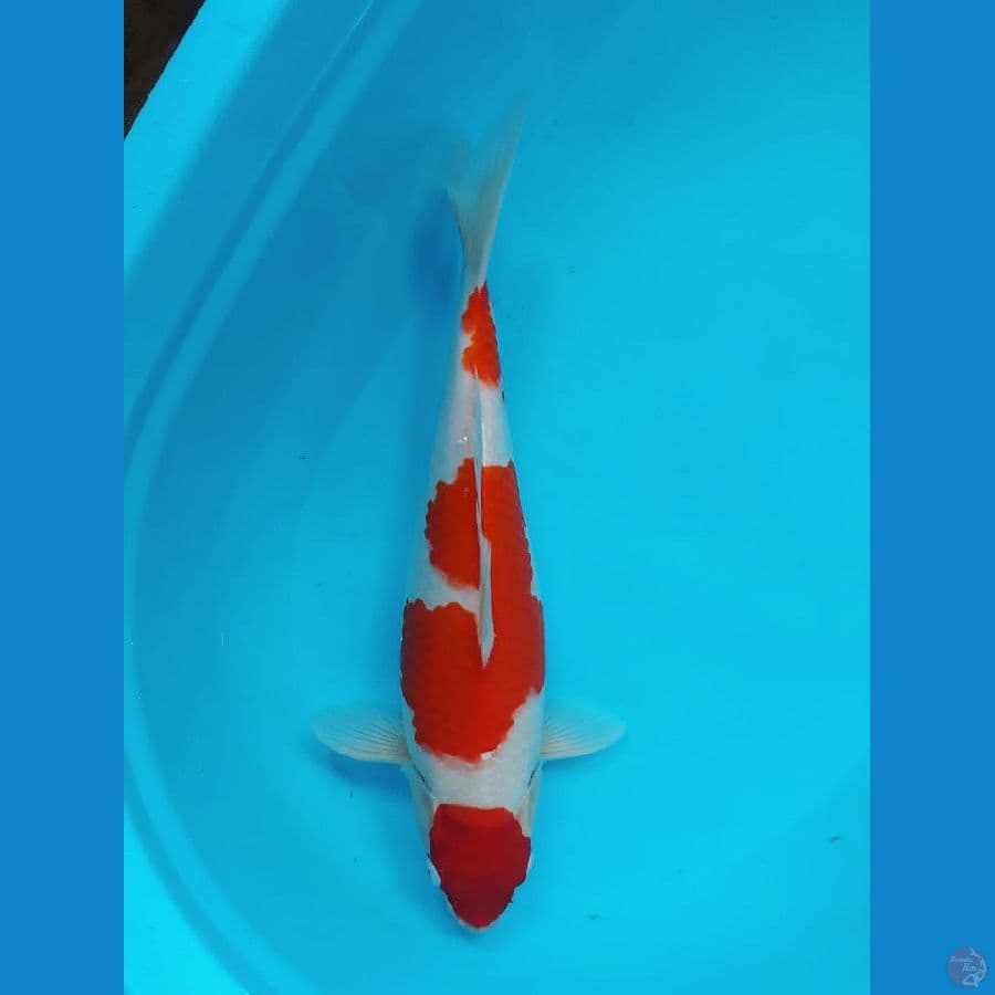 Kohaku Maruten 41cm