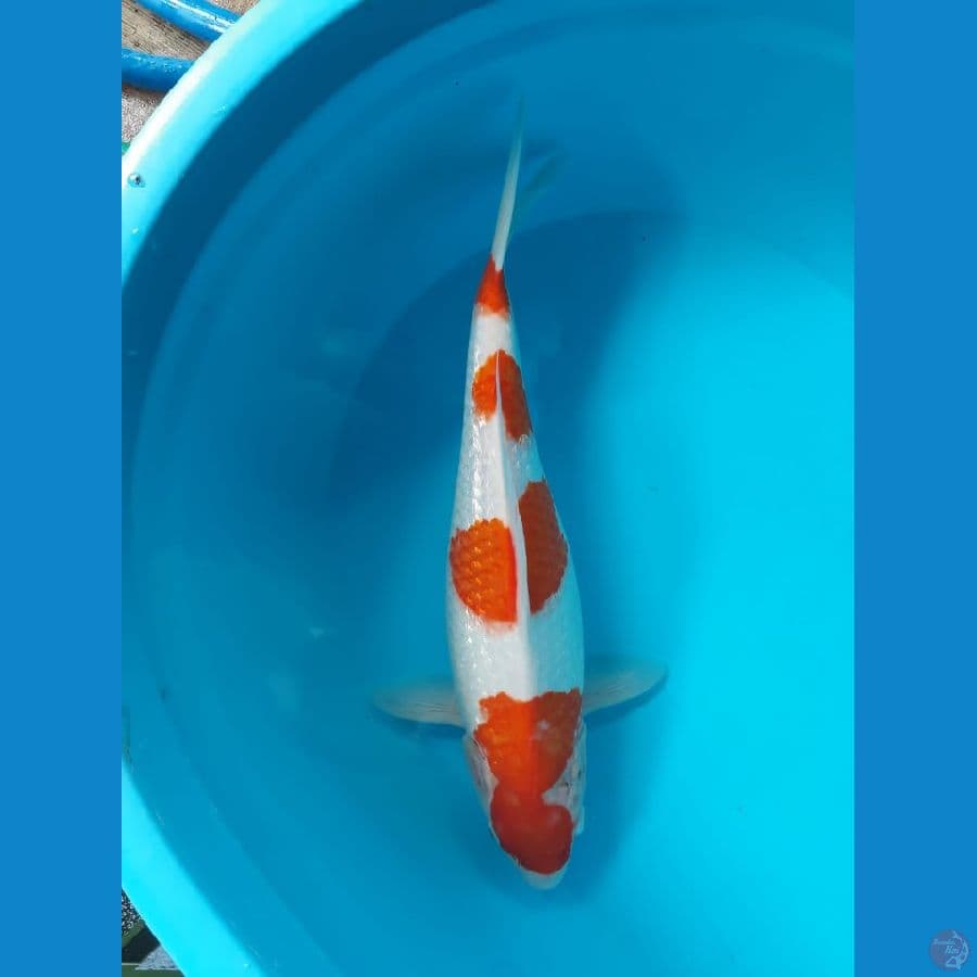Kohaku 41cm