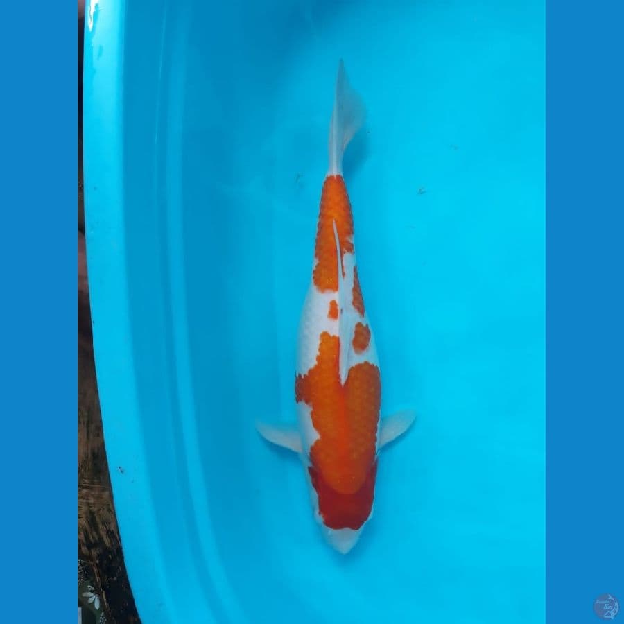 Kohaku 41cm