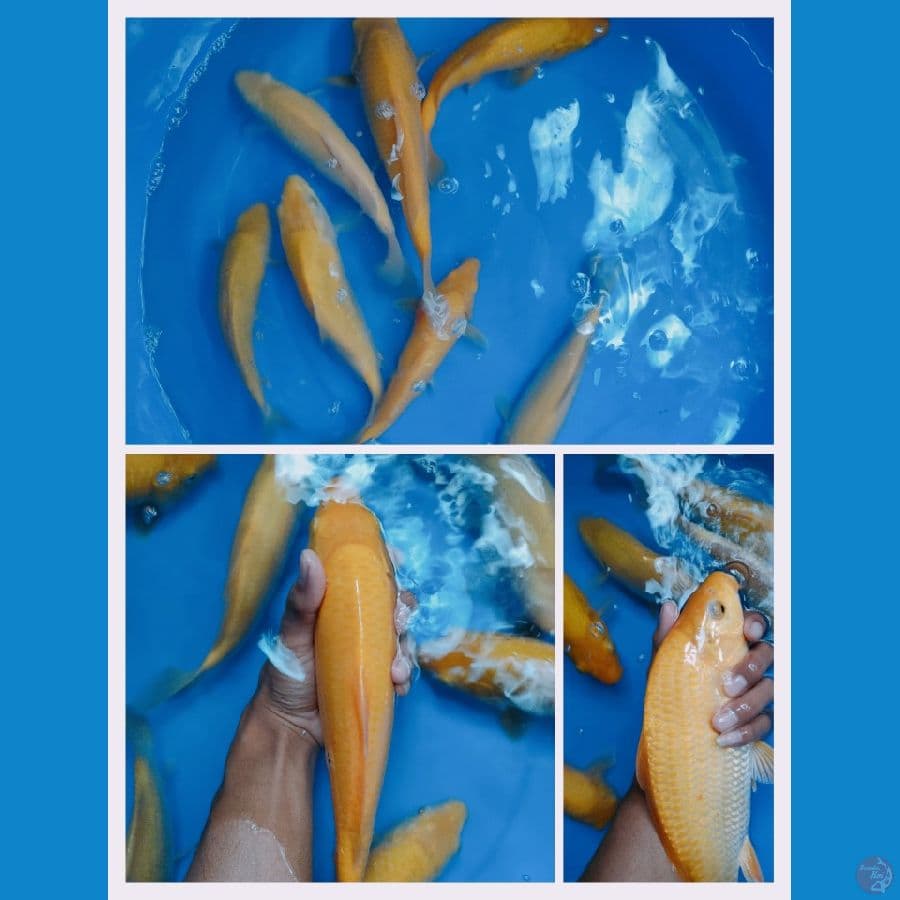 KARASI MUNUK 21/ 28 CM # 7 ekor  