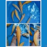 KARASI MUNUK 21/ 28 CM # 7 ekor  