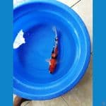 showa 40 cm