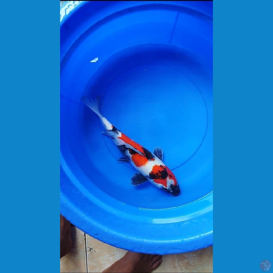 showa 41 cm