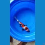 showa 41 cm