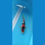 Kindai Showa 23cm