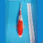 kohaku M 37