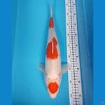 maruten kohaku F 39