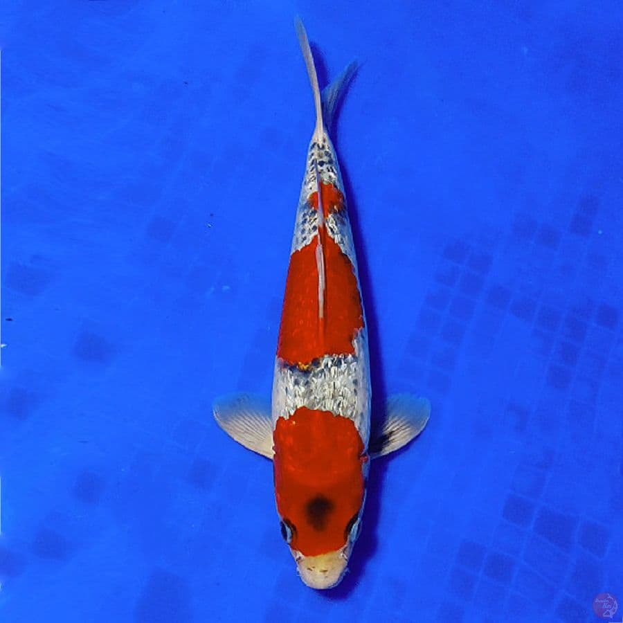5.GOSHIKI GINRIN HQ 31CM MALE