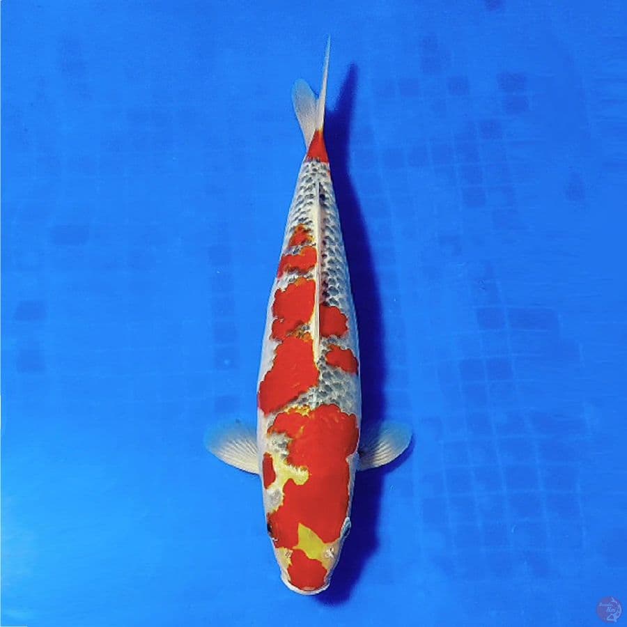 7.GOSHIKI RACING SQ 32CM FEMALE