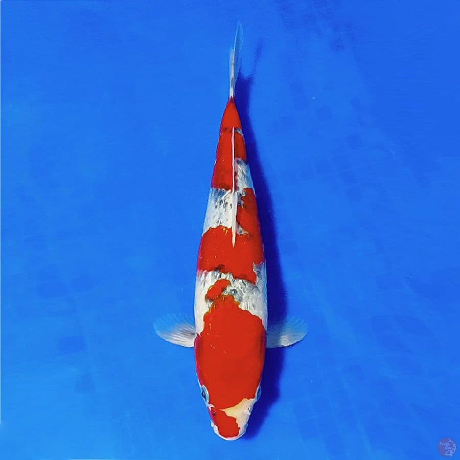 9.READY SHOW GOSHIKI GINRIN 34CM FEMALE