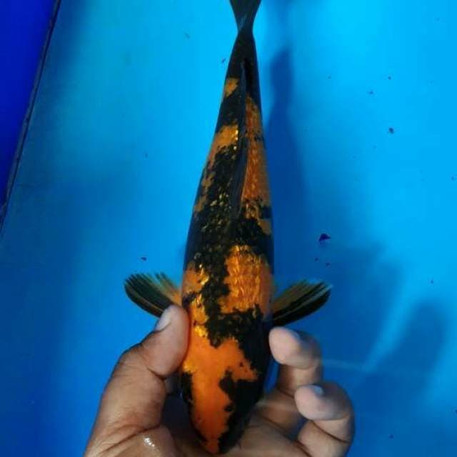 Hi utsuri