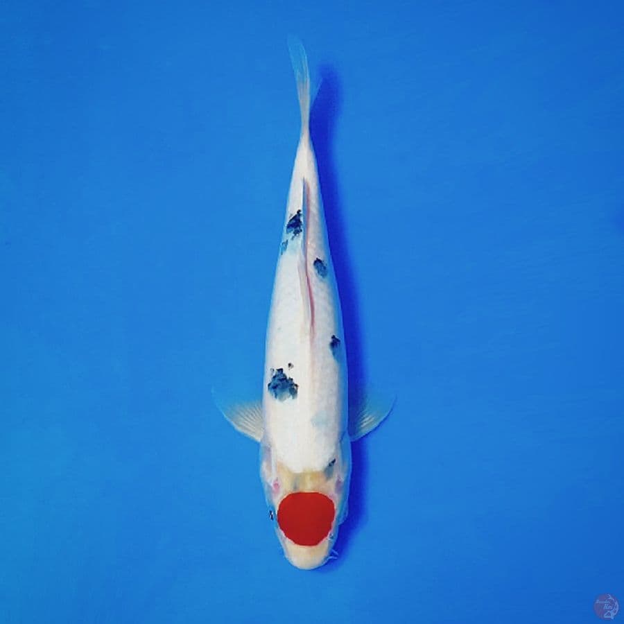 11.TANCHO SANKE MERAH STRONG 28CM MALE