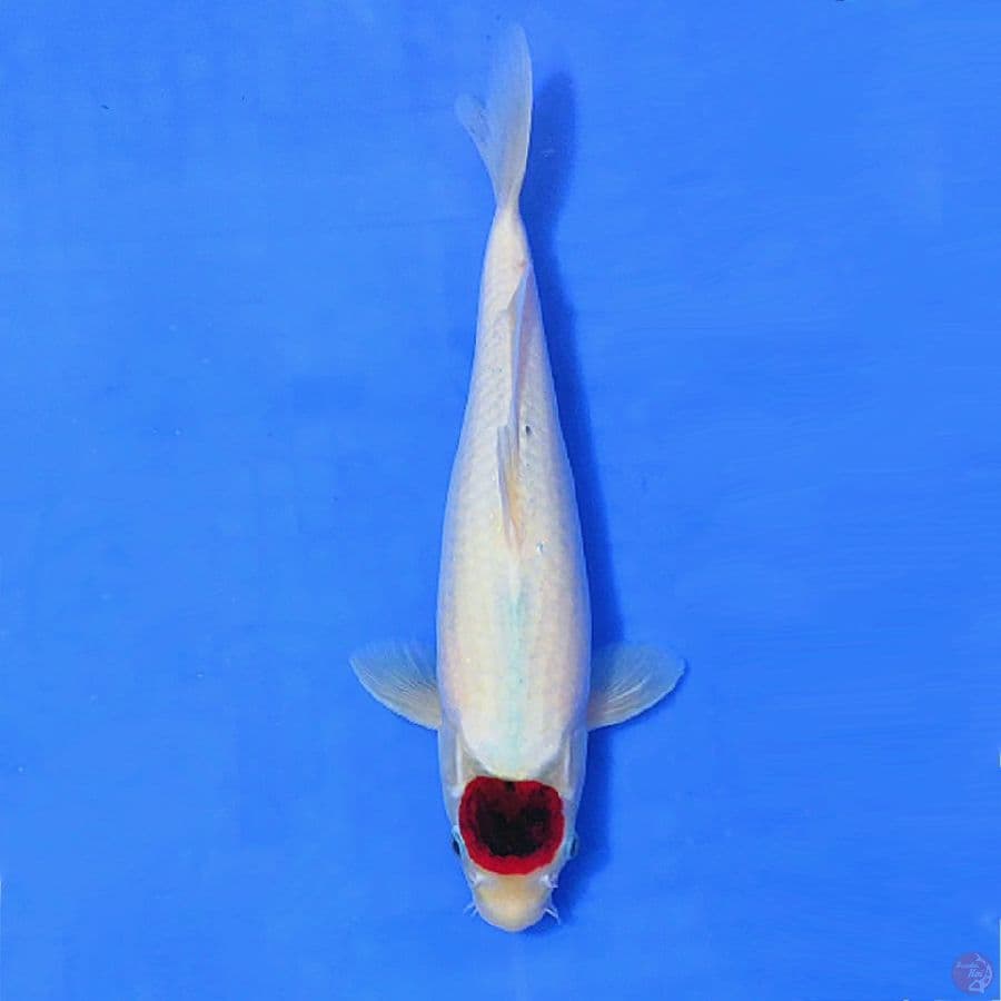 1.TANCHO GOROMO ORIGINAL 34CM FEMALE