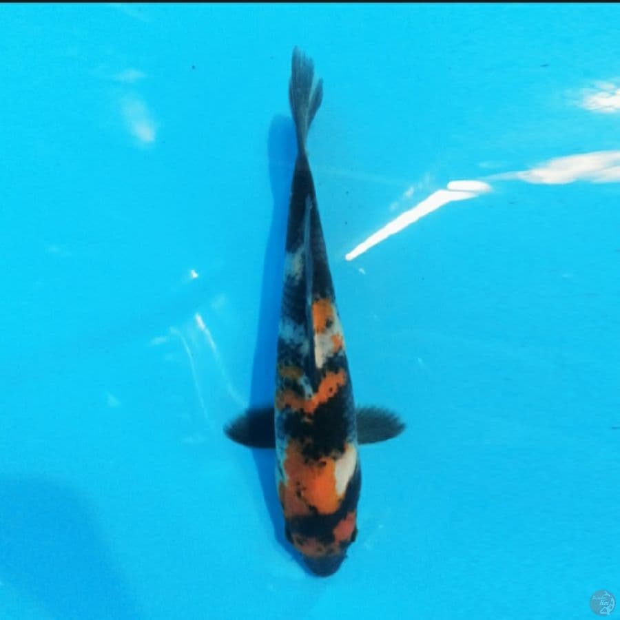 Showa 17 cm