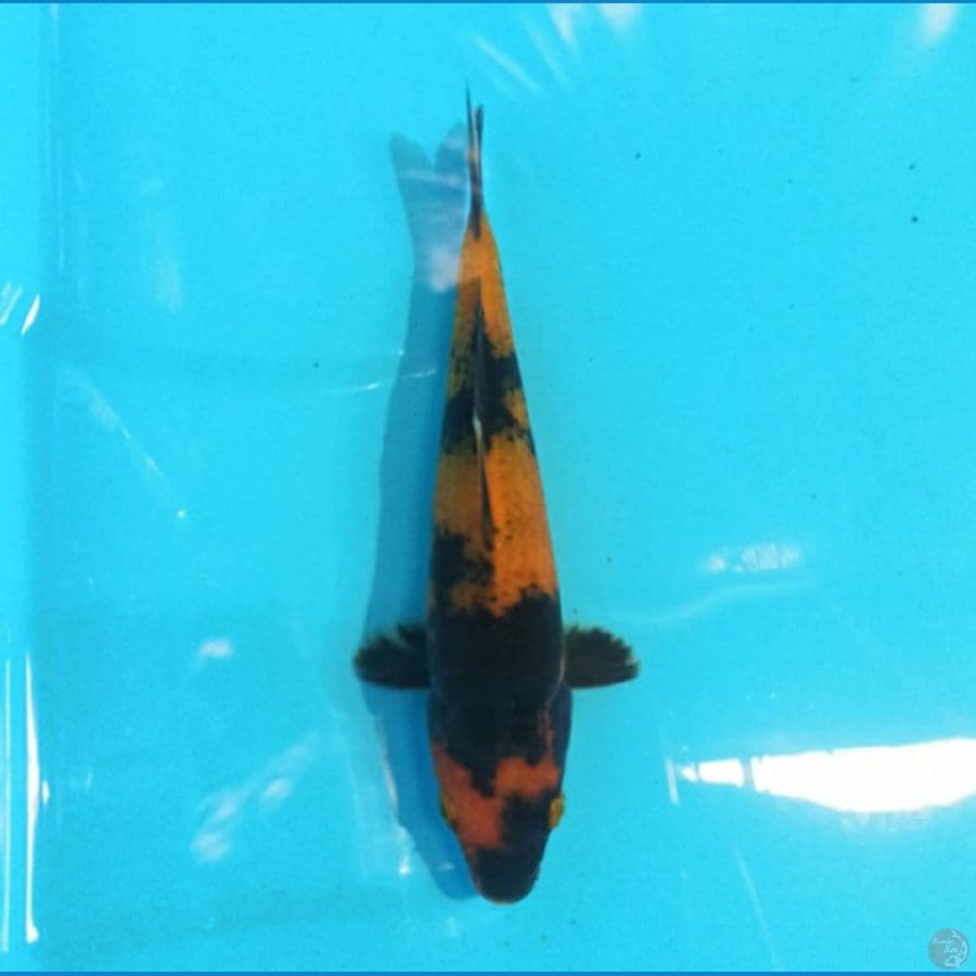 Utsuri 17 cm