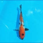 Showa Ginrin 15 cm