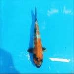Showa 17 cm