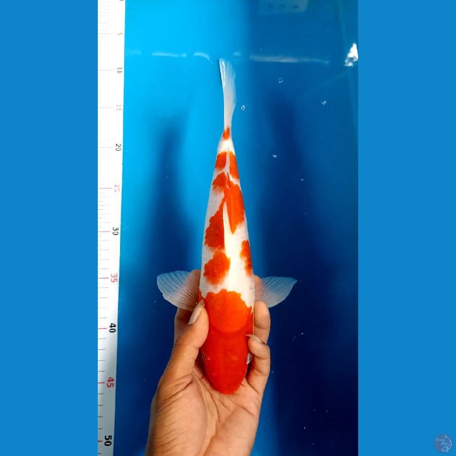 Kohaku original