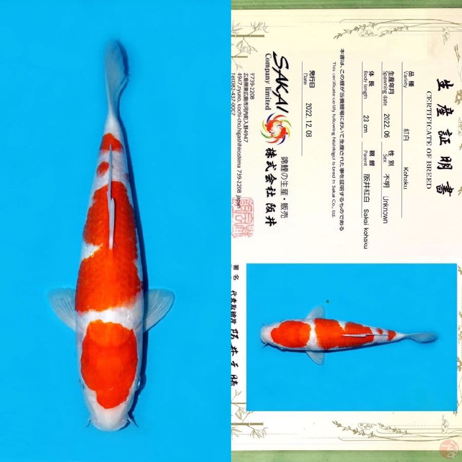 SAKAI KOHAKU HQ 30CM