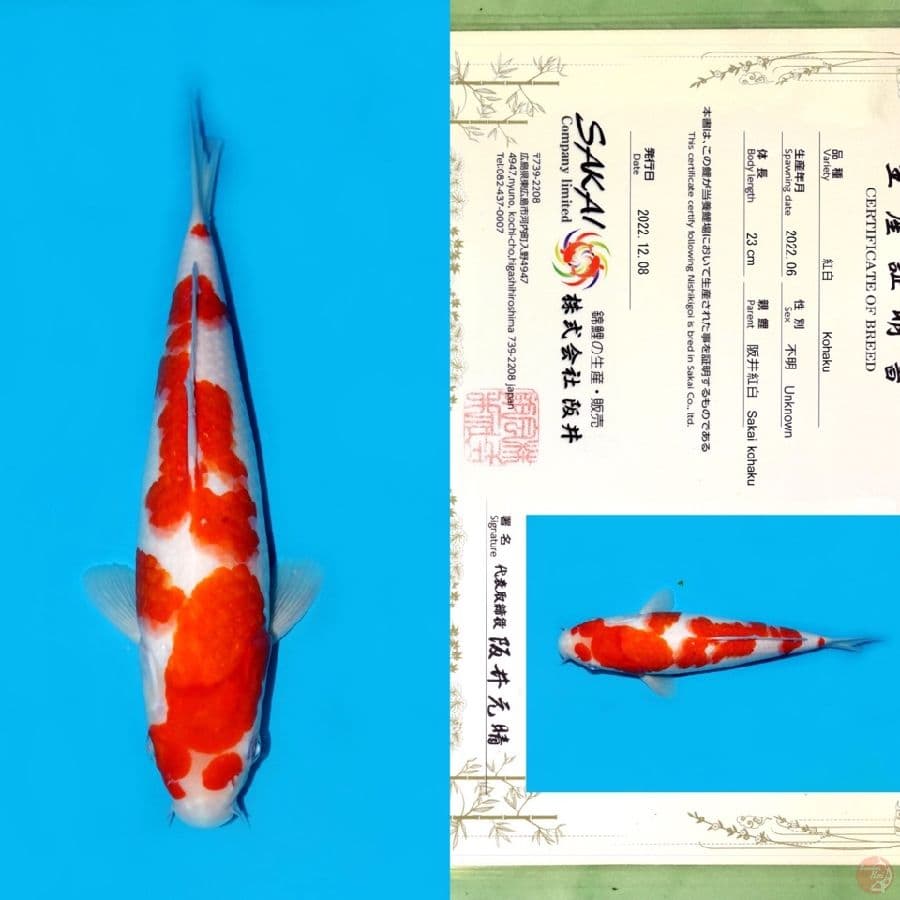 SAKAI KOHAKU HQ 30CM