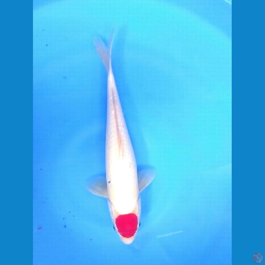 Tancho 34 Male