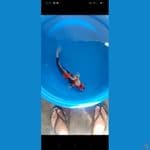 showa HQ jantan 40 cm