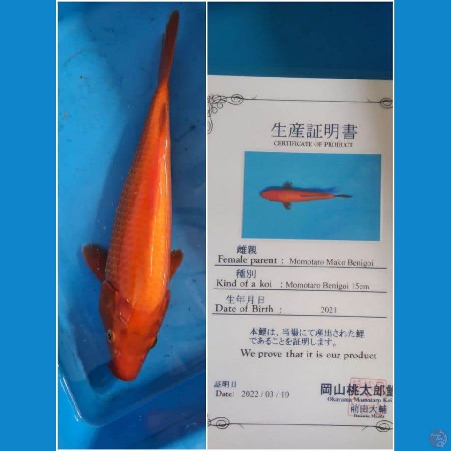 Benigoi Import Serti 30cm