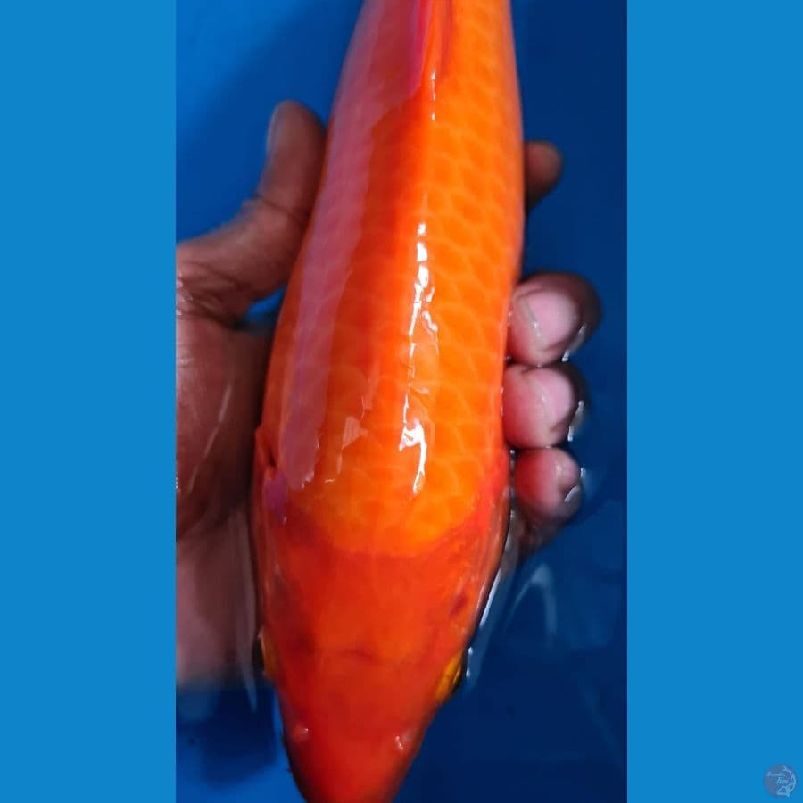 Benigoi Import Serti 30cm