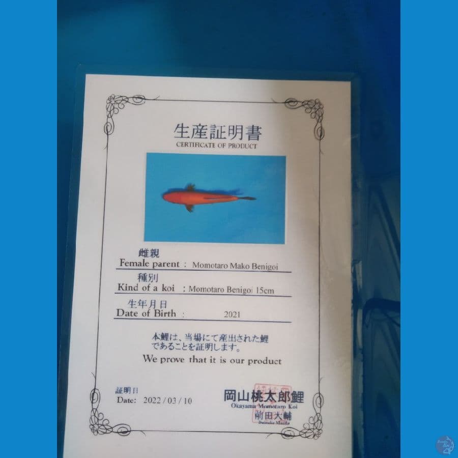 Benigoi Import Serti 30cm