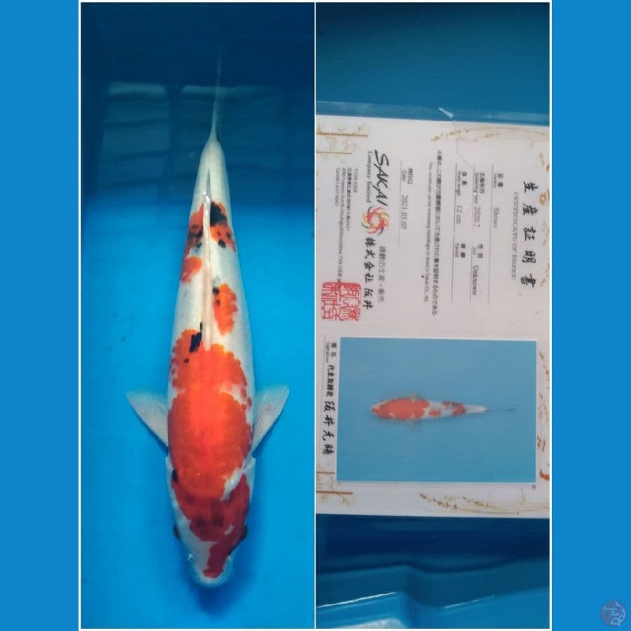 Sakai Showa 40cm Male import serti