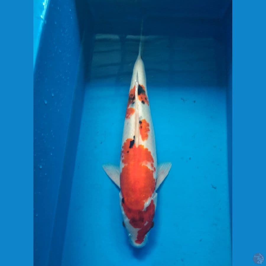 Sakai Showa 40cm Male import serti