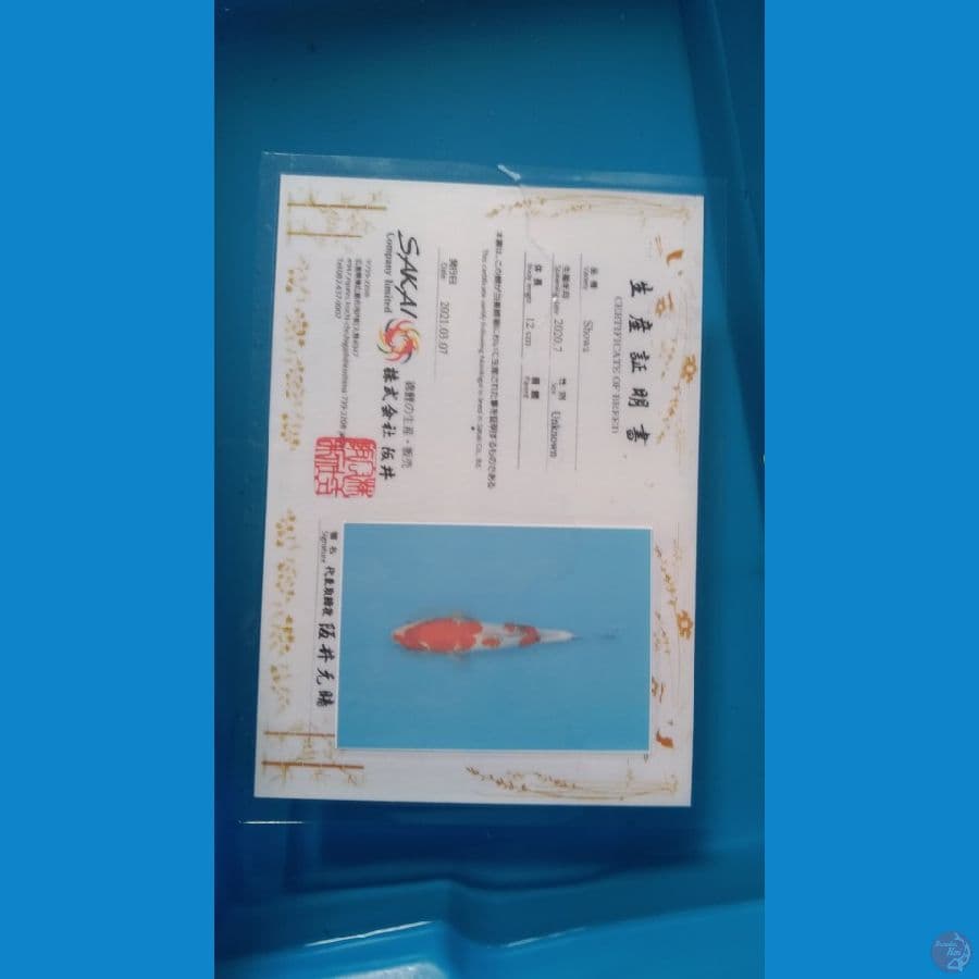Sakai Showa 40cm Male import serti