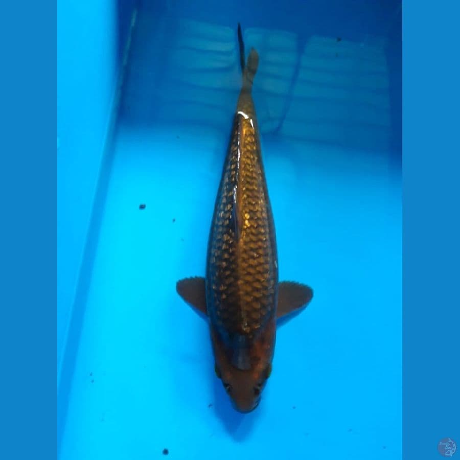 Chagoi Ginrin 30cm