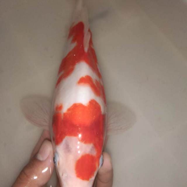 Kohaku 30bu 