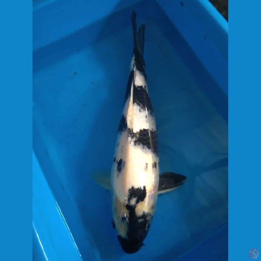 Shiro 40cm Female