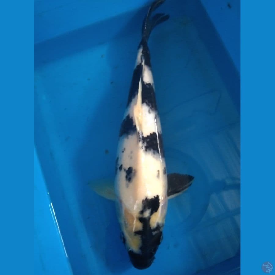 Shiro 40cm Female