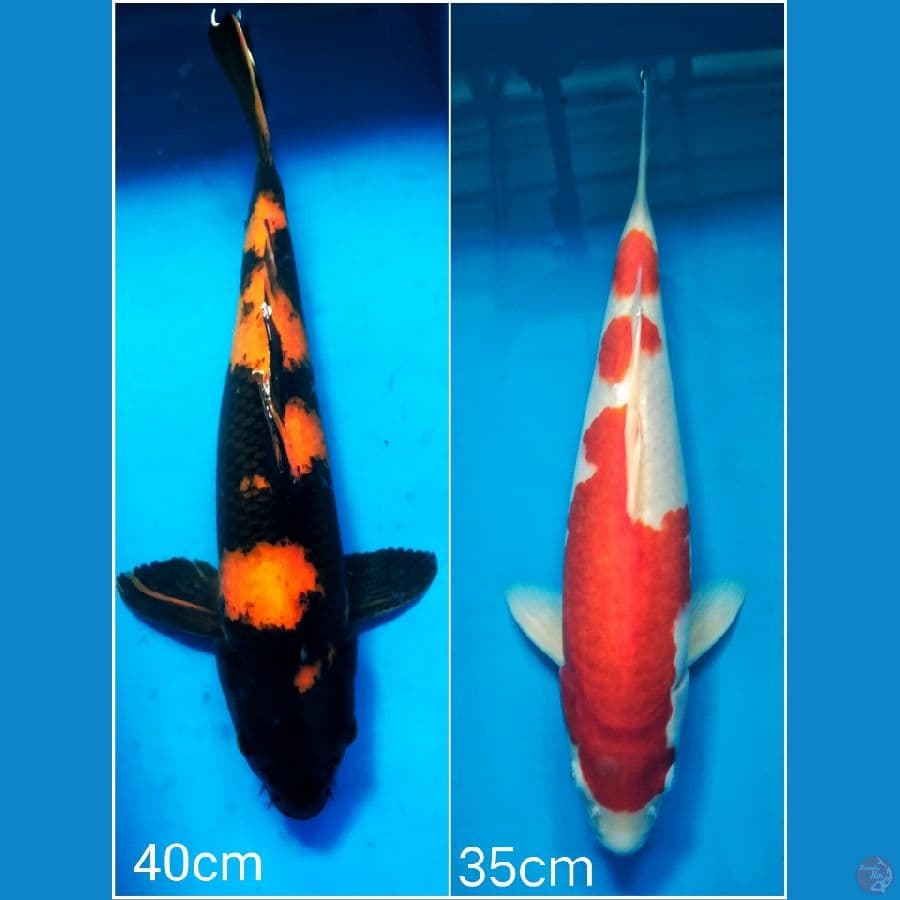 paket 2 ekor hiu dan kohaku 