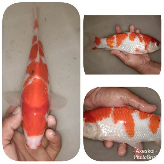 Sanke 30bu 
