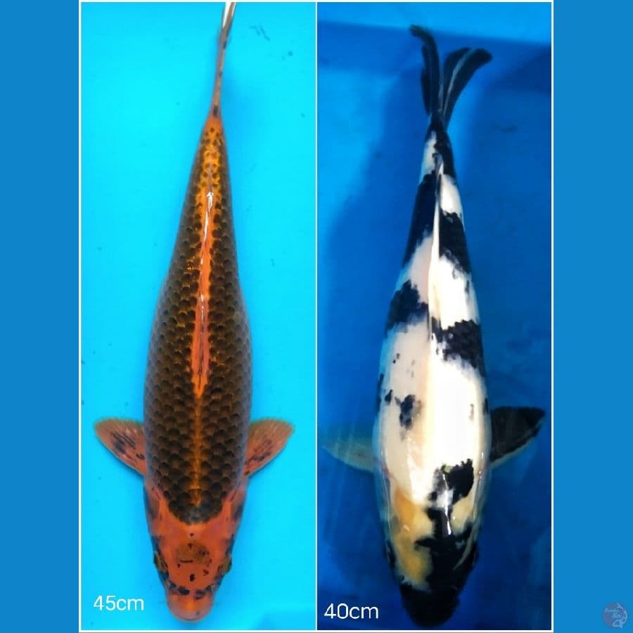 Paket 2 ekor Kin matsuba dan shiro