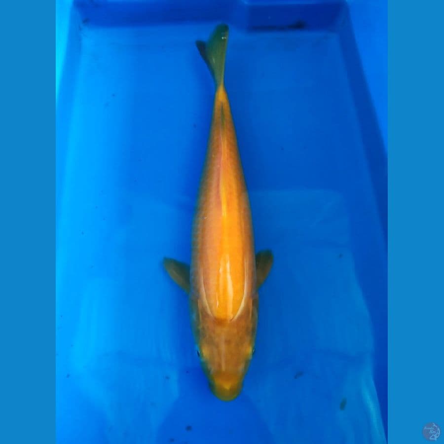 Karashi Marudo Serti import 34cm (mata merah)