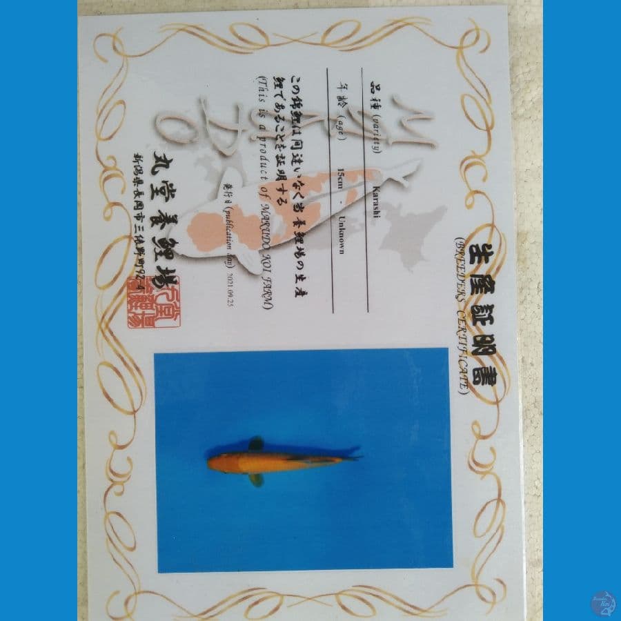 Karashi Marudo Serti import 34cm (mata merah)