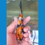 SQ showa sanshoku size 13 cm