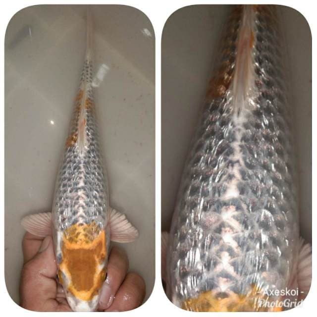 Kujaku Gindrin yello 24cm