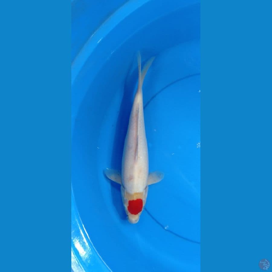 Tancho Kohaku ori 33cm