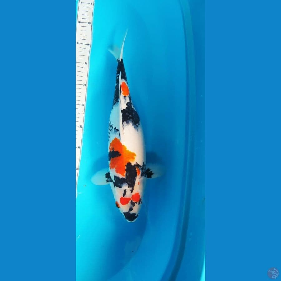 SHOWA 42CM
