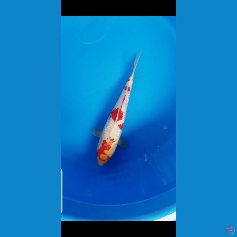 Kohaku Ginrin Antique