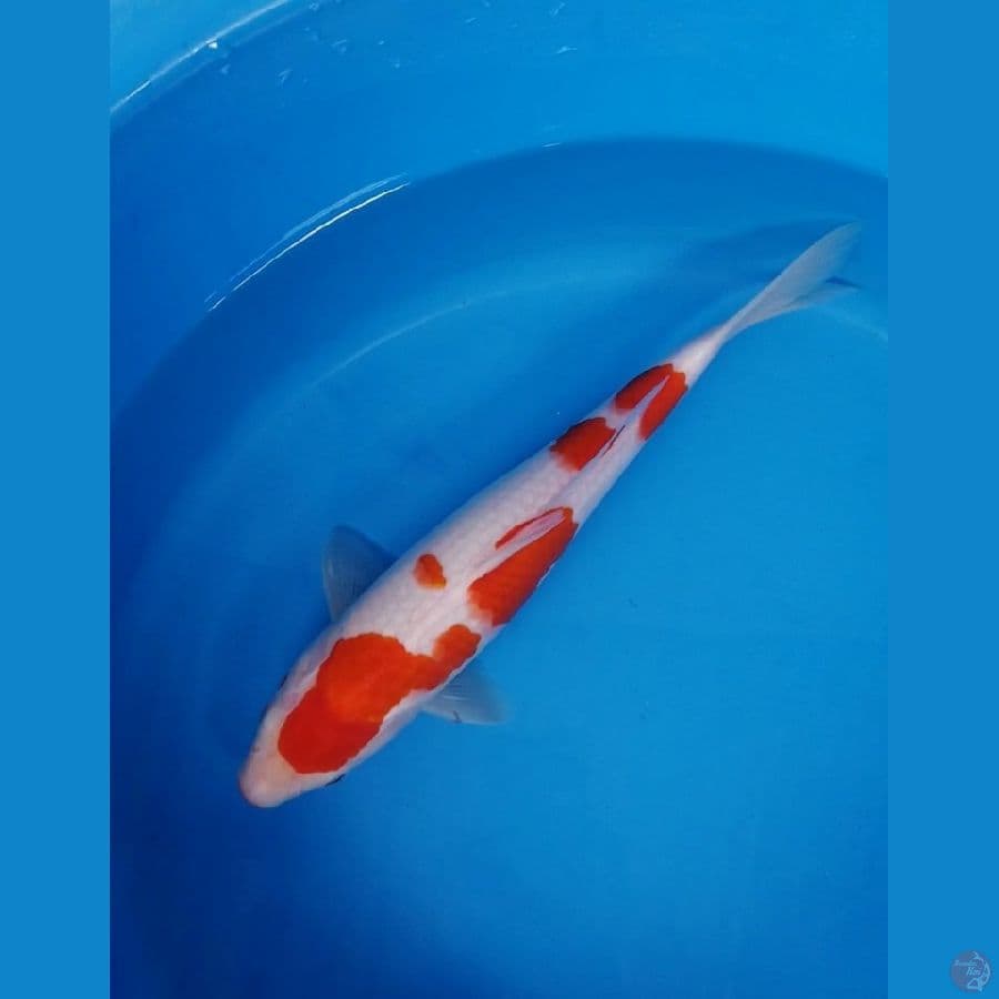 °`Kohaku Kucibeni`°