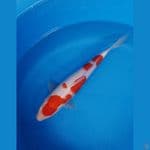 °`Kohaku Kucibeni`°
