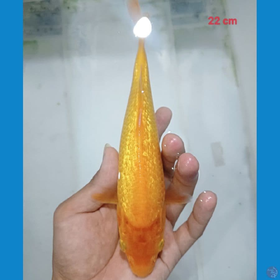 karasi ginrin 22 cm
