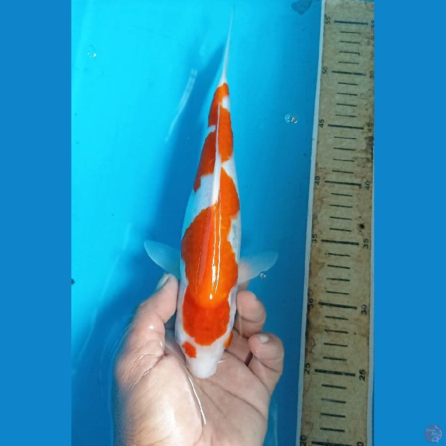 Kohaku 27cm